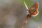 天秤座渣男多，属于四大负心汉星座之首